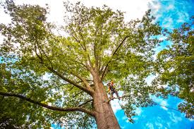How Our Tree Care Process Works  in  West Baraboo, WI