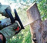 Best Root Management and Removal  in West Baraboo, WI