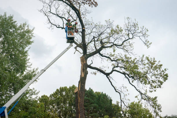 Reliable West Baraboo, WI Tree Removal Solutions