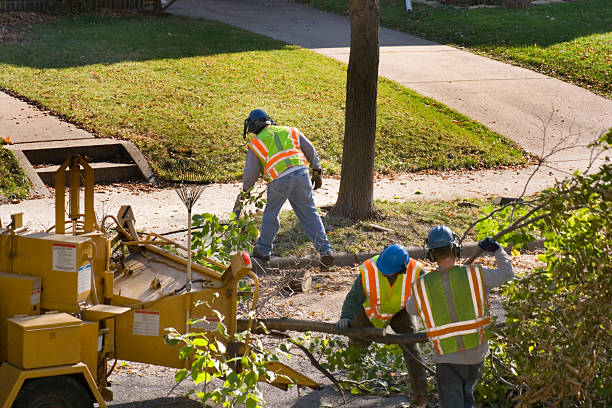 Best Tree Cabling and Bracing  in West Baraboo, WI